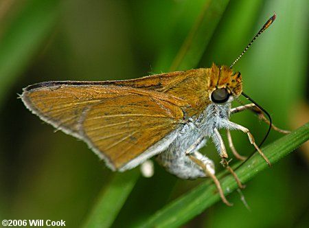 Two-spotted Skipper (Euphyes bimacula)