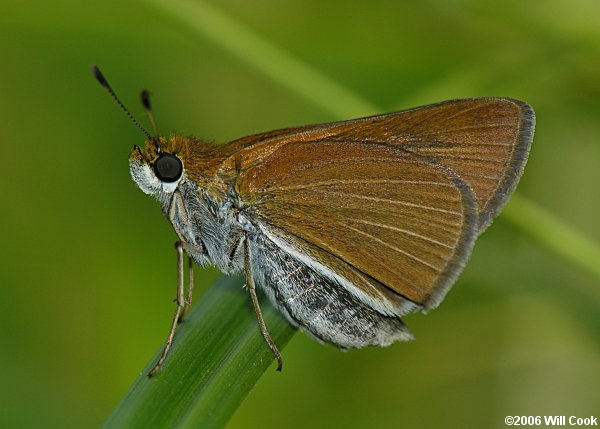 Two-spotted Skipper (Euphyes bimacula)