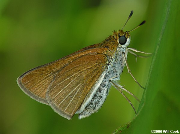 Two-spotted Skipper (Euphyes bimacula)