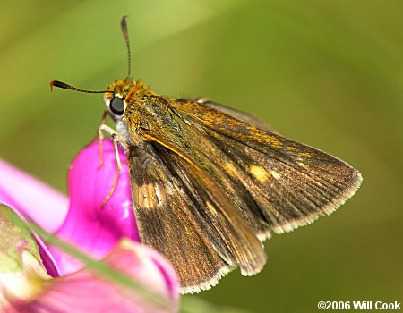 Two-spotted Skipper (Euphyes bimacula)