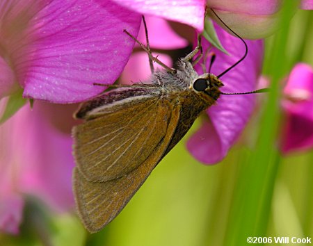 Two-spotted Skipper (Euphyes bimacula)