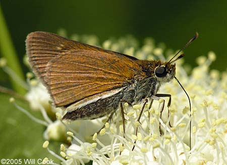 Two-spotted Skipper (Euphyes bimacula)