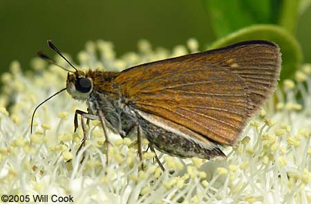 Two-spotted Skipper (Euphyes bimacula)