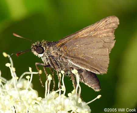 Two-spotted Skipper (Euphyes bimacula)