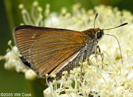 Two-spotted Skipper (Euphyes bimacula)