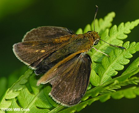 Two-spotted Skipper (Euphyes bimacula)