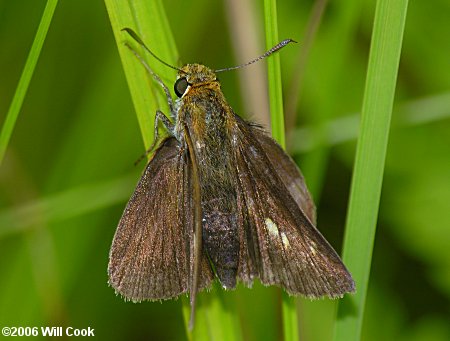 Two-spotted Skipper (Euphyes bimacula)