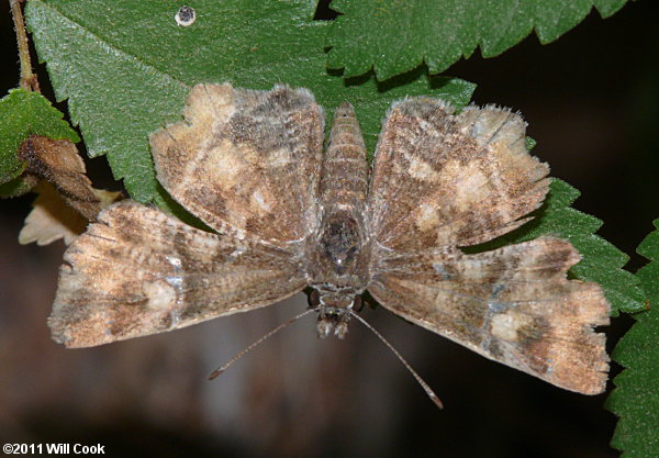 Texas Powdered Skipper (Systasea pulverulenta)