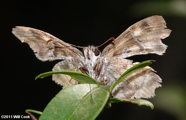 Texas Powdered Skipper (Systasea pulverulenta)