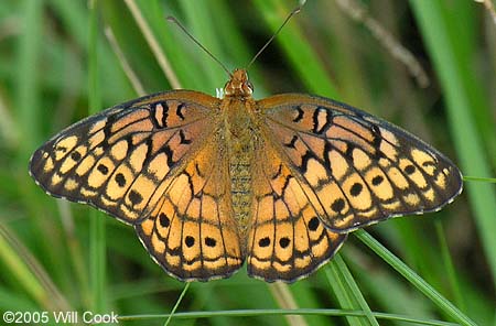 Variegated Fritillary (Euptoieta claudia)