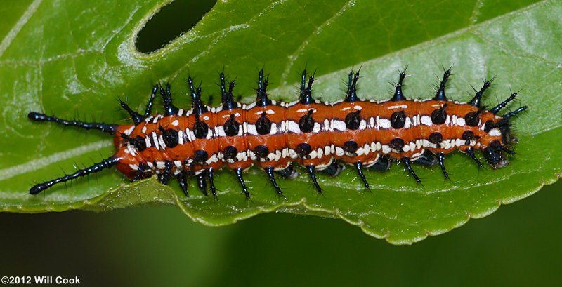 Variegated Fritillary (Euptoieta claudia) caterpillar