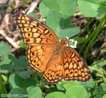 Variegated Fritillary (Euptoieta claudia)