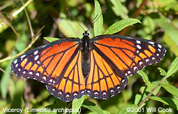 Viceroy (Limenitis archippus)