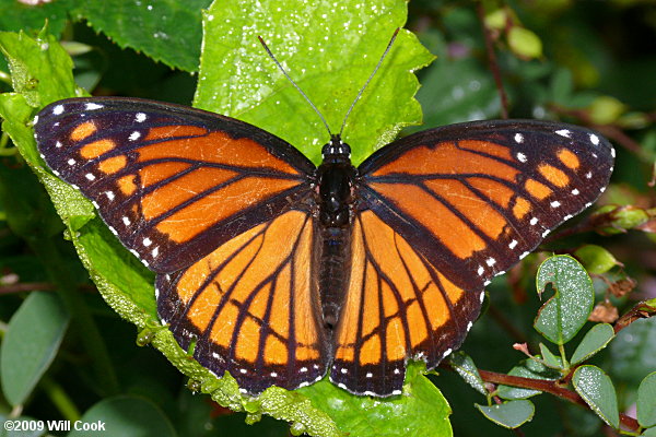 Viceroy (Limenitis archippus)