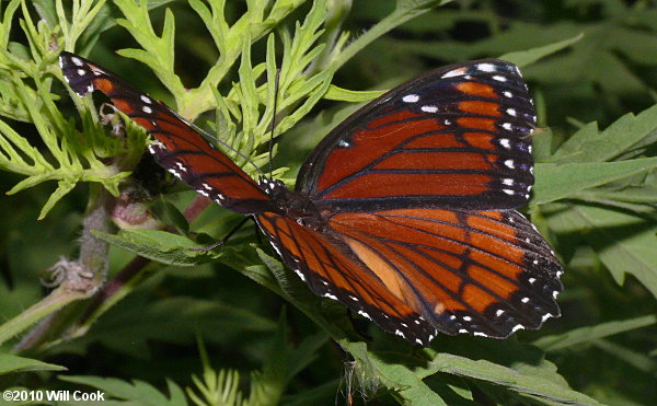 Viceroy (Limenitis archippus)