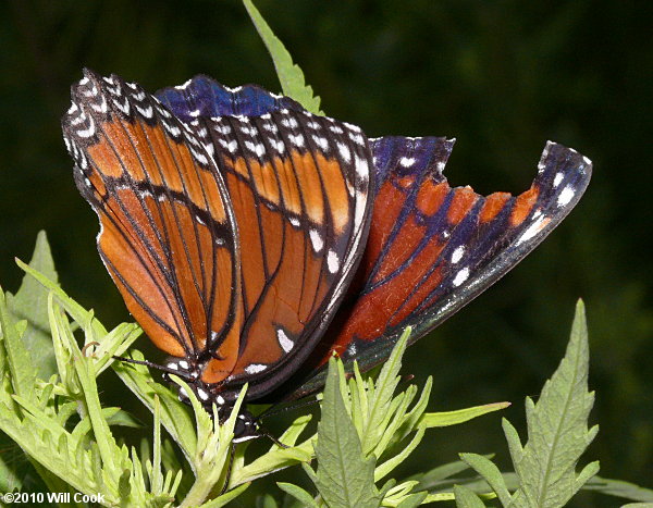 Viceroy (Limenitis archippus)