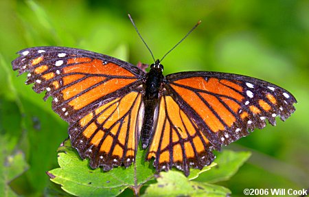 Viceroy (Limenitis archippus)