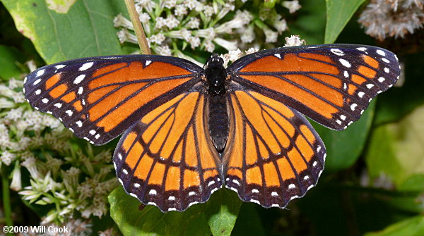 Viceroy (Limenitis archippus)