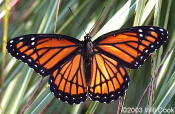 Viceroy (Limenitis archippus)