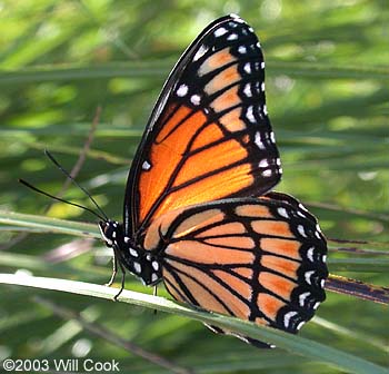 Viceroy (Limenitis archippus)