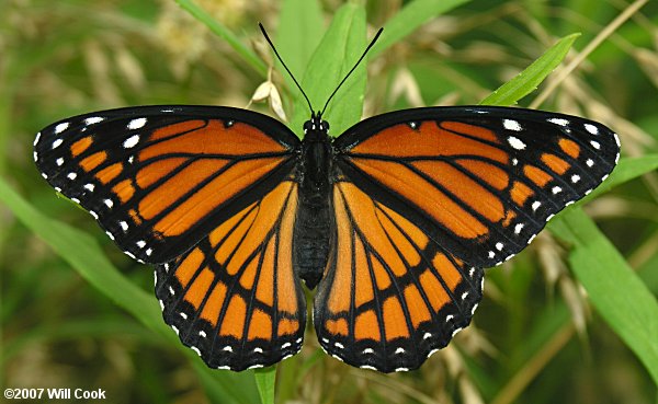 Viceroy (Limenitis archippus)