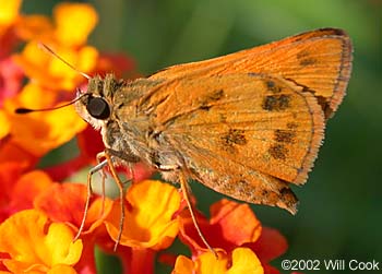 Whirlabout (Polites vibex)