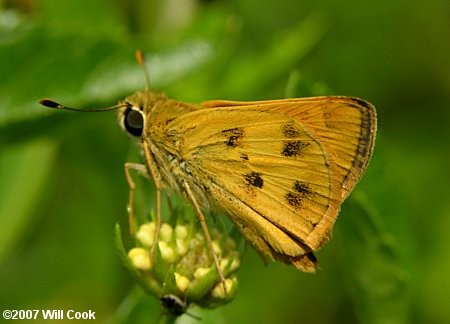 Whirlabout (Polites vibex)