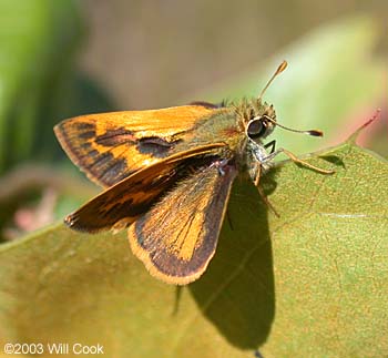 Whirlabout (Polites vibex)