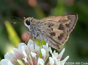 Whirlabout (Polites vibex)