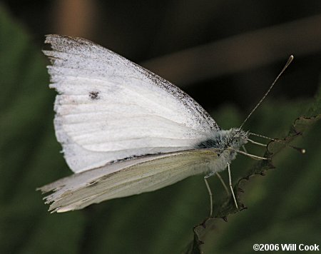 Cabbage White (Pieris rapae)