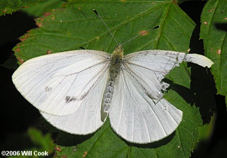 Margined White (Pieris marginalis)