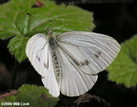 Margined White (Pieris marginalis)