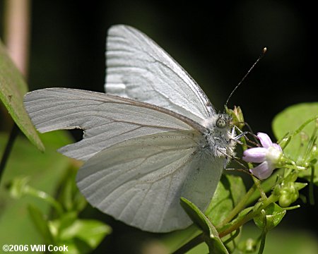 Margined White (Pieris marginalis)