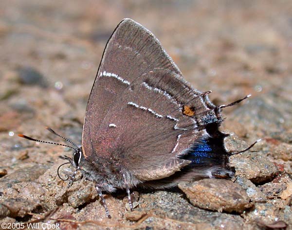 White M Hairstreak (Parrhasius m-album)