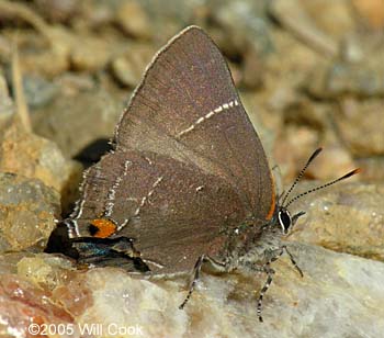 White M Hairstreak (Parrhasius m-album)