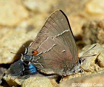 White M Hairstreak (Parrhasius m-album)