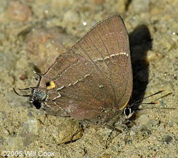 White M Hairstreak (Parrhasius m-album)