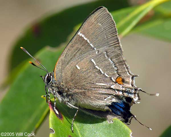 White M Hairstreak (Parrhasius m-album)