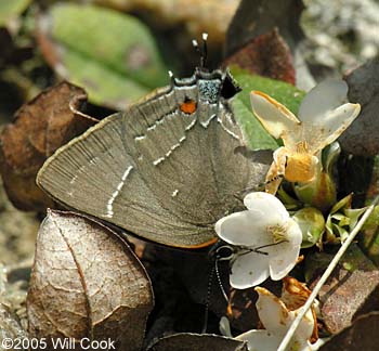 White M Hairstreak (Parrhasius m-album)