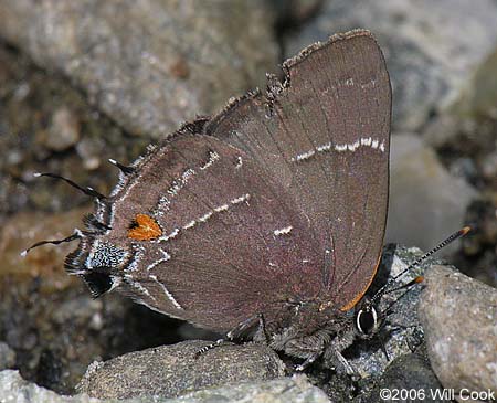 White M Hairstreak (Parrhasius m-album)