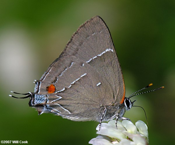 White M Hairstreak (Parrhasius m-album)