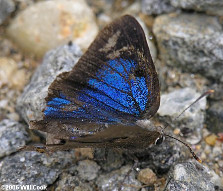 White M Hairstreak (Parrhasius m-album)