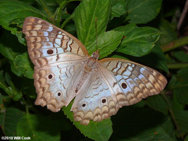 White Peacock (Anartia jatrophae)