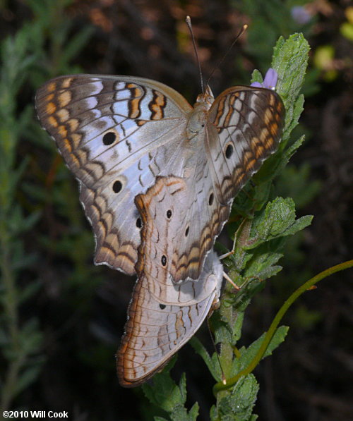 White Peacock (Anartia jatrophae)