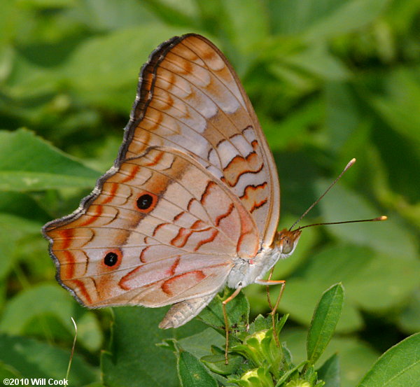 White Peacock (Anartia jatrophae)