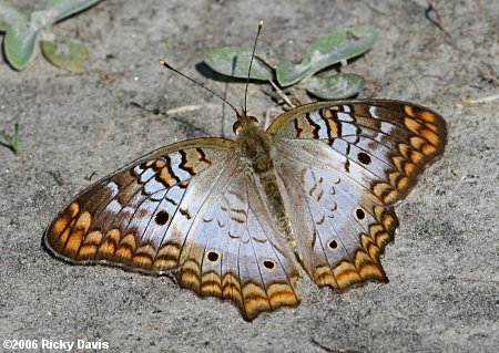 White Peacock (Anartia jatrophae)