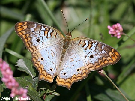 White Peacock (Anartia jatrophae)