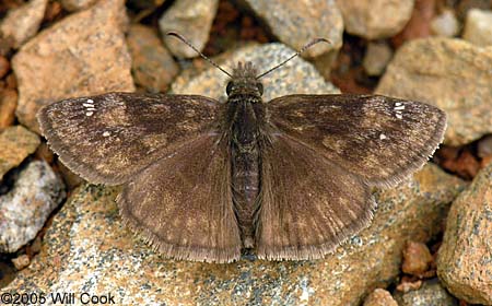 Wild Indigo Duskywing (Erynnis baptisiae)