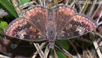 Wild Indigo Duskywing (Erynnis baptisiae)