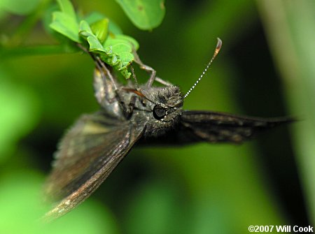 Wild Indigo Duskywing (Erynnis baptisiae)